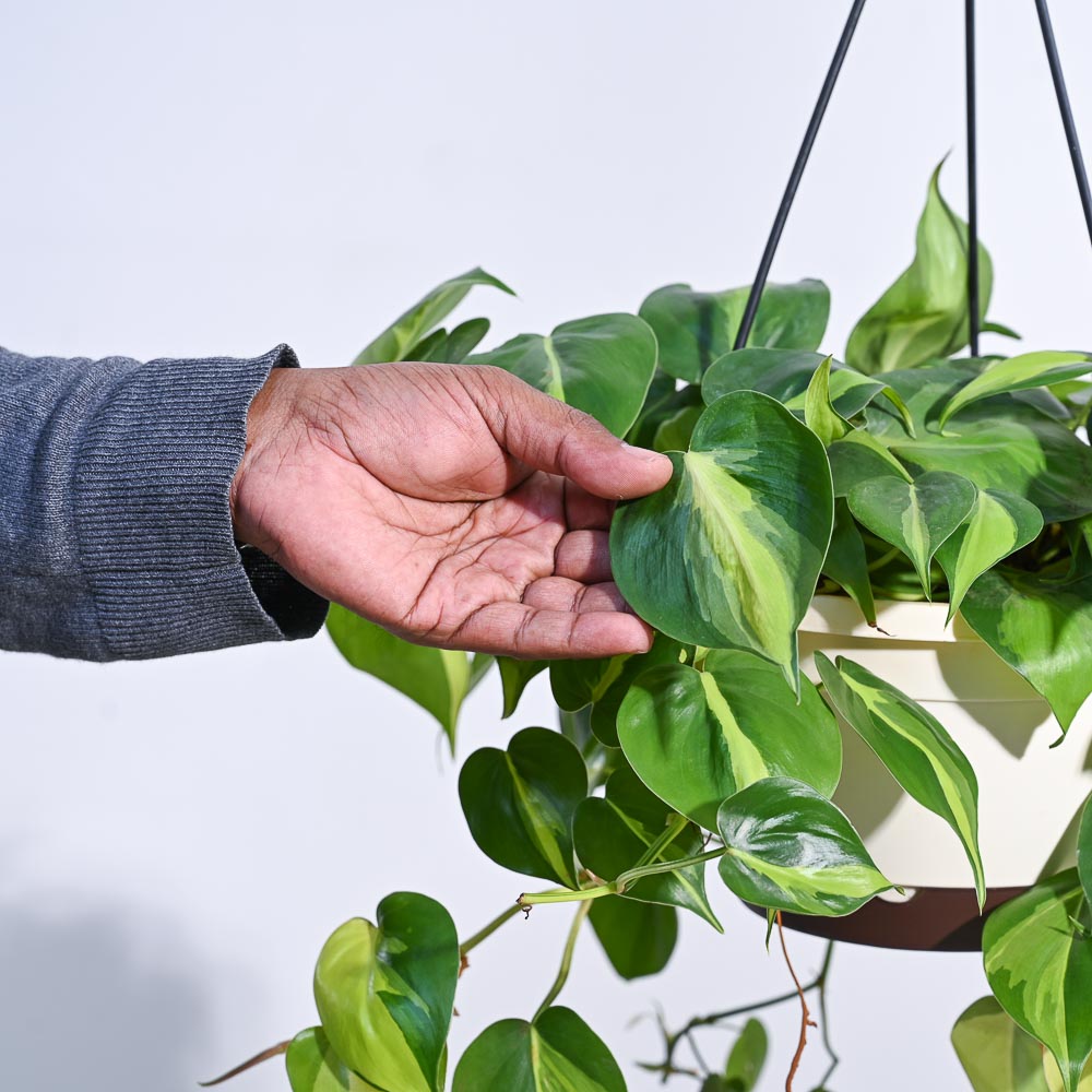 Philodendron Oxycardium Brasil With Hanging Pot