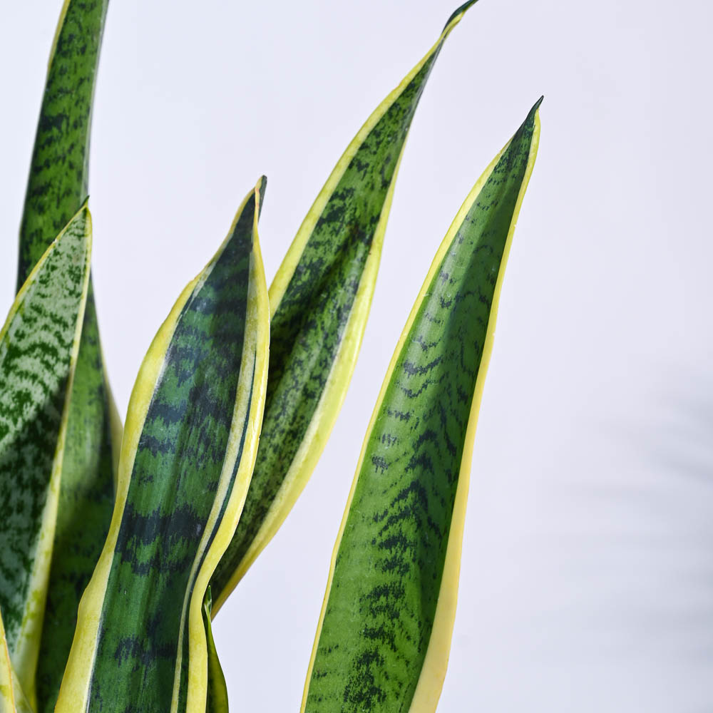 Sansevieria Laurentii Plant - XL