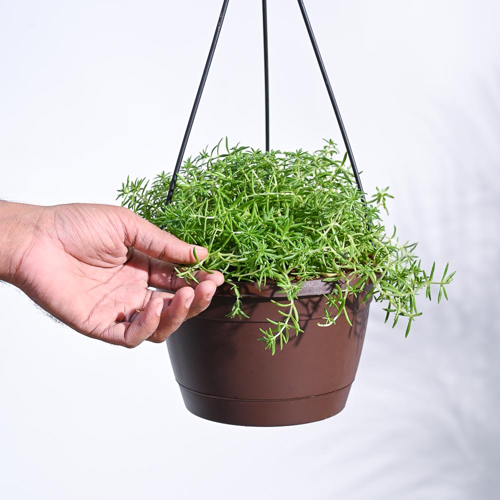 Sedum Golden With Hanging Pot