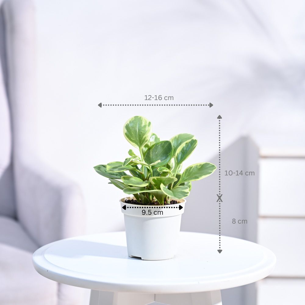 Peperomia_Variegated_Plant_NUPL0057KIY_Ivory