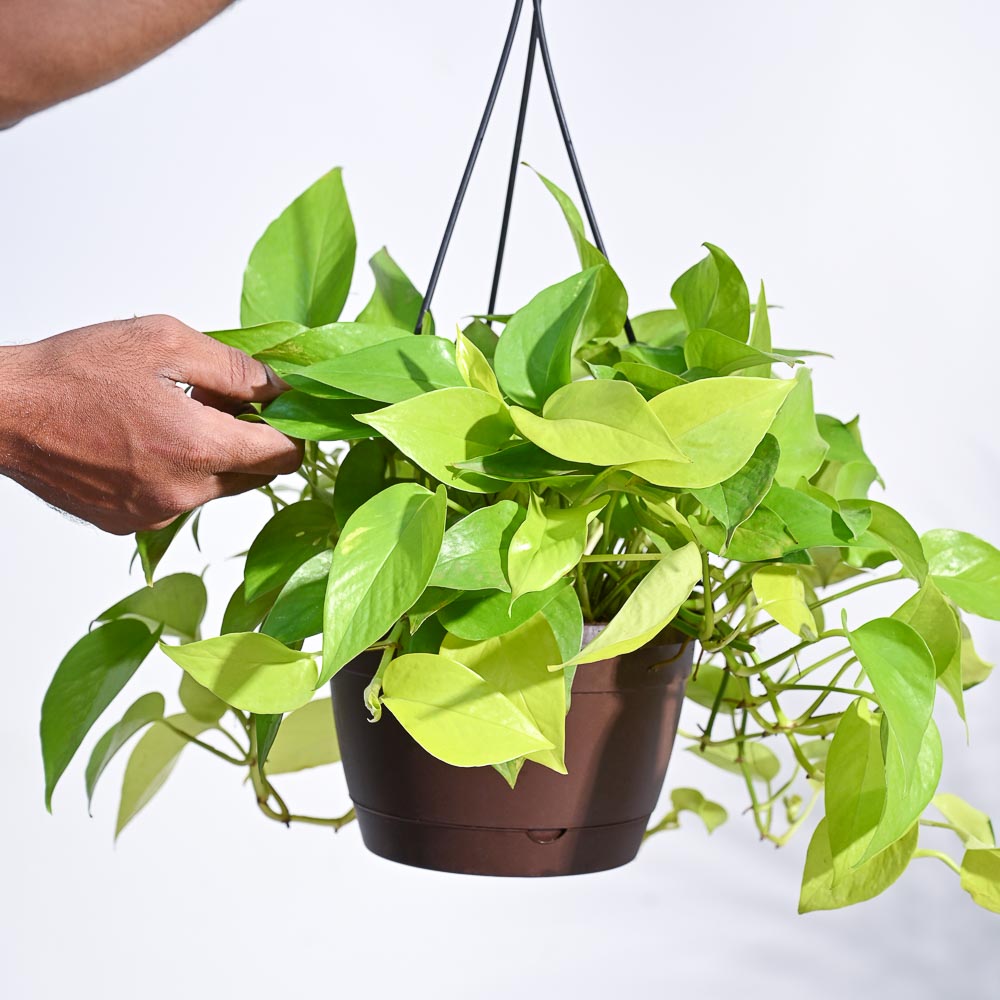 Money Plant Golden With Hanging Pot