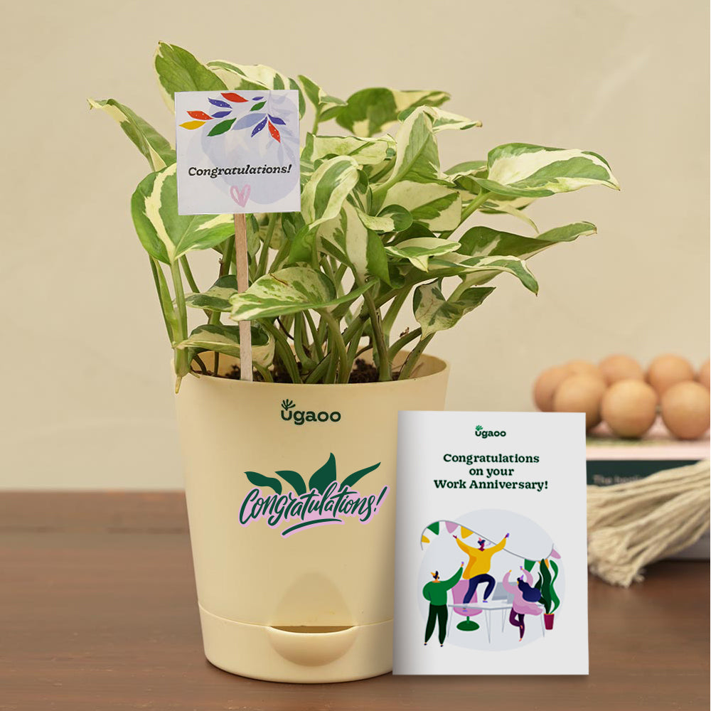 Money Plant N&