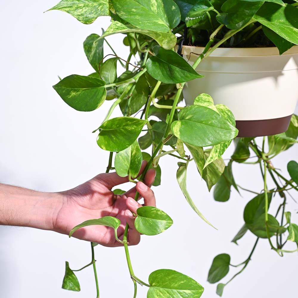 Money Plant Variegated With Hanging Pot