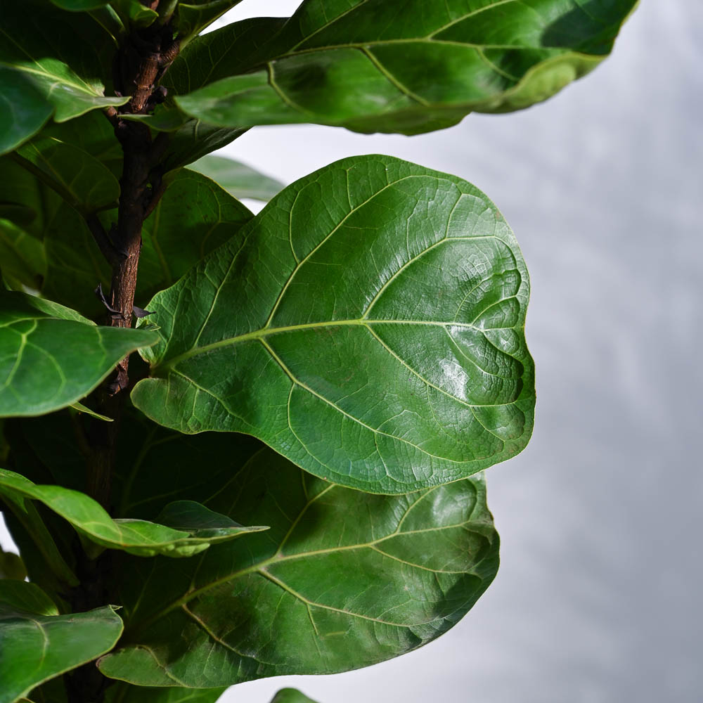 Ficus Lyrata Bambino -XL