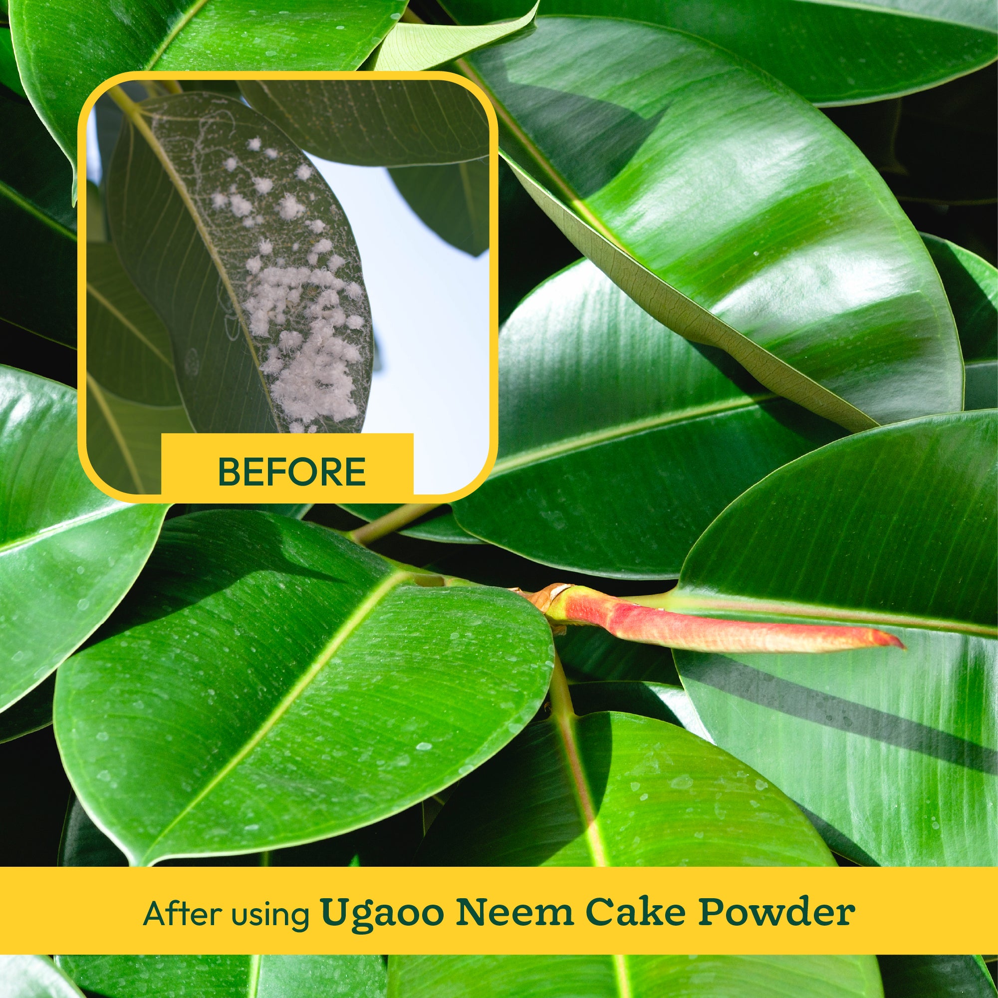 Neem Cake Powder - 5 kg