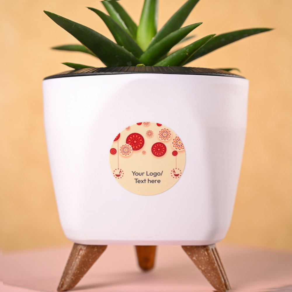 Aloe Vera Mini Plant &amp; Phool Diwali Gift Hamper