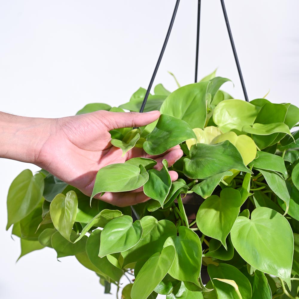 Philodendron Oxycardium Golden with Hanging Pot