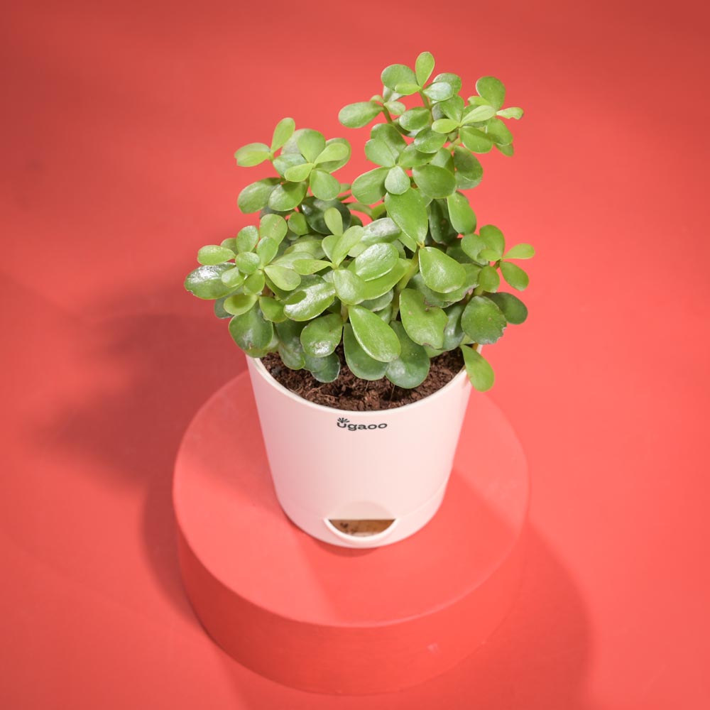 Jade Mini Plant Diwali Gift with Greeting Card