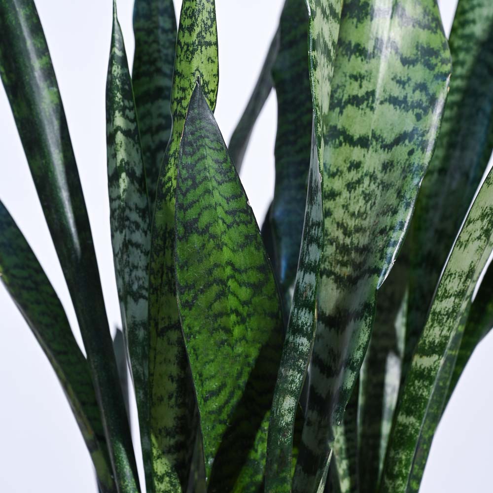 Sansevieria Zeylanica - XL