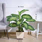 Dieffenbachia Tropic Snow Plant - XL