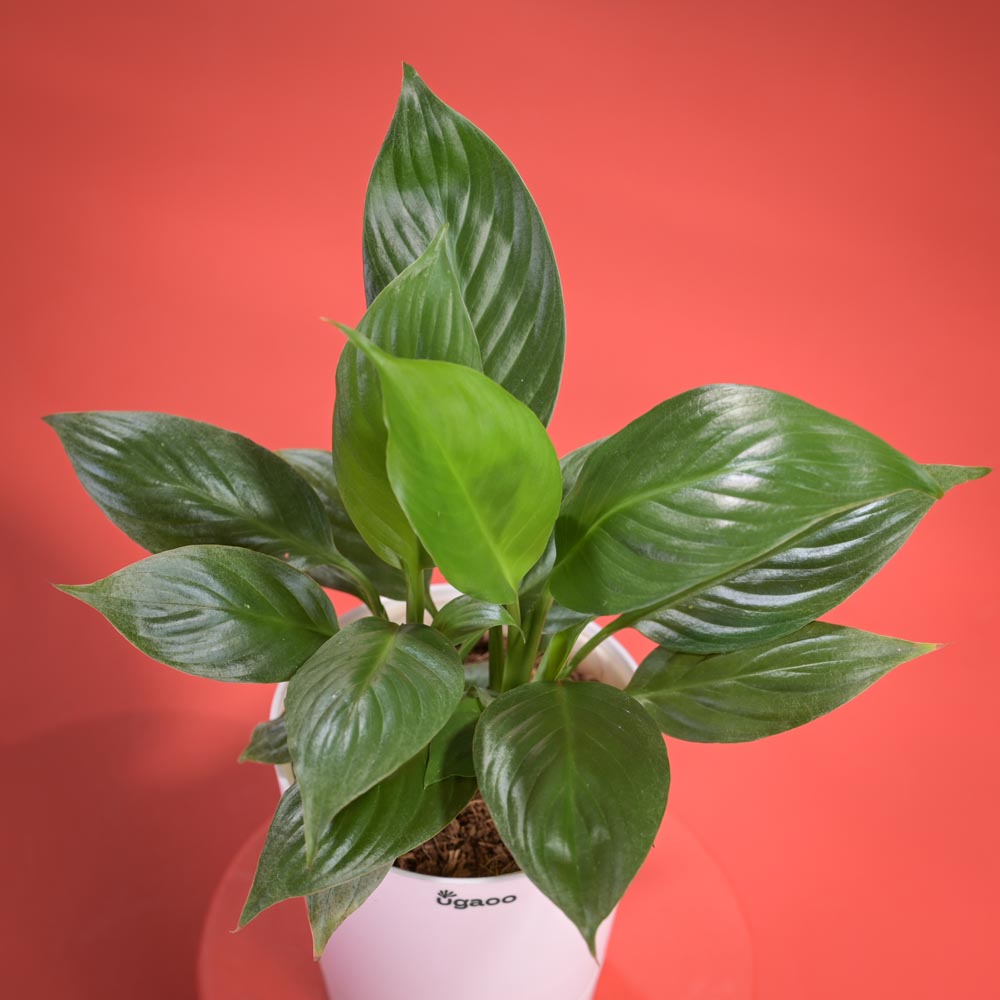 Peace Lily Plant Diwali Gift with Greeting Card