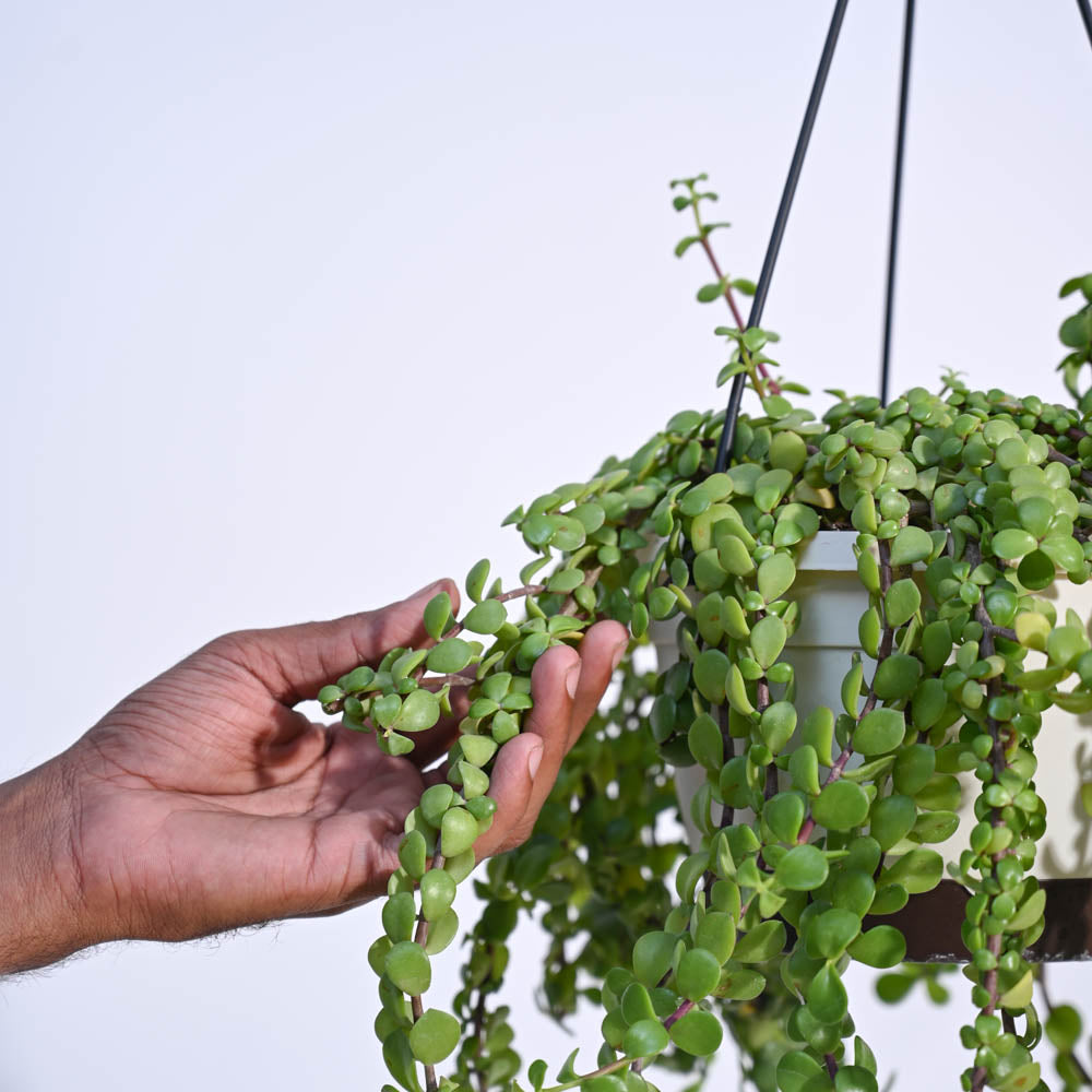 Trailing Jade(Weeping Jade) With Hanging Pot