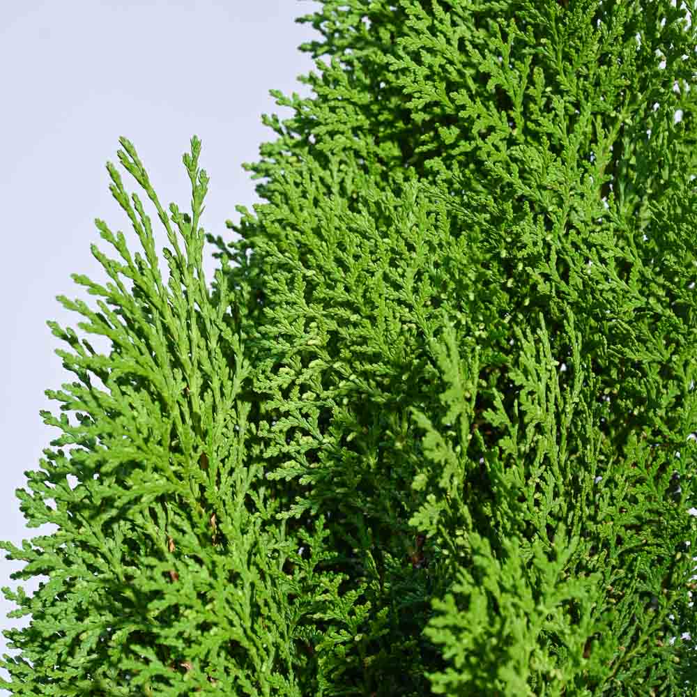 Thuja Plant - XL