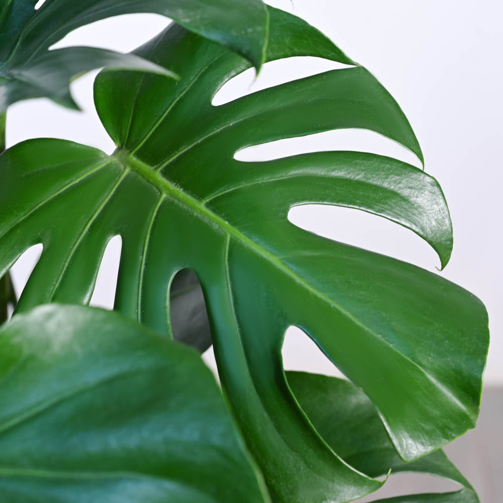 Monstera Deliciosa Plant - XL