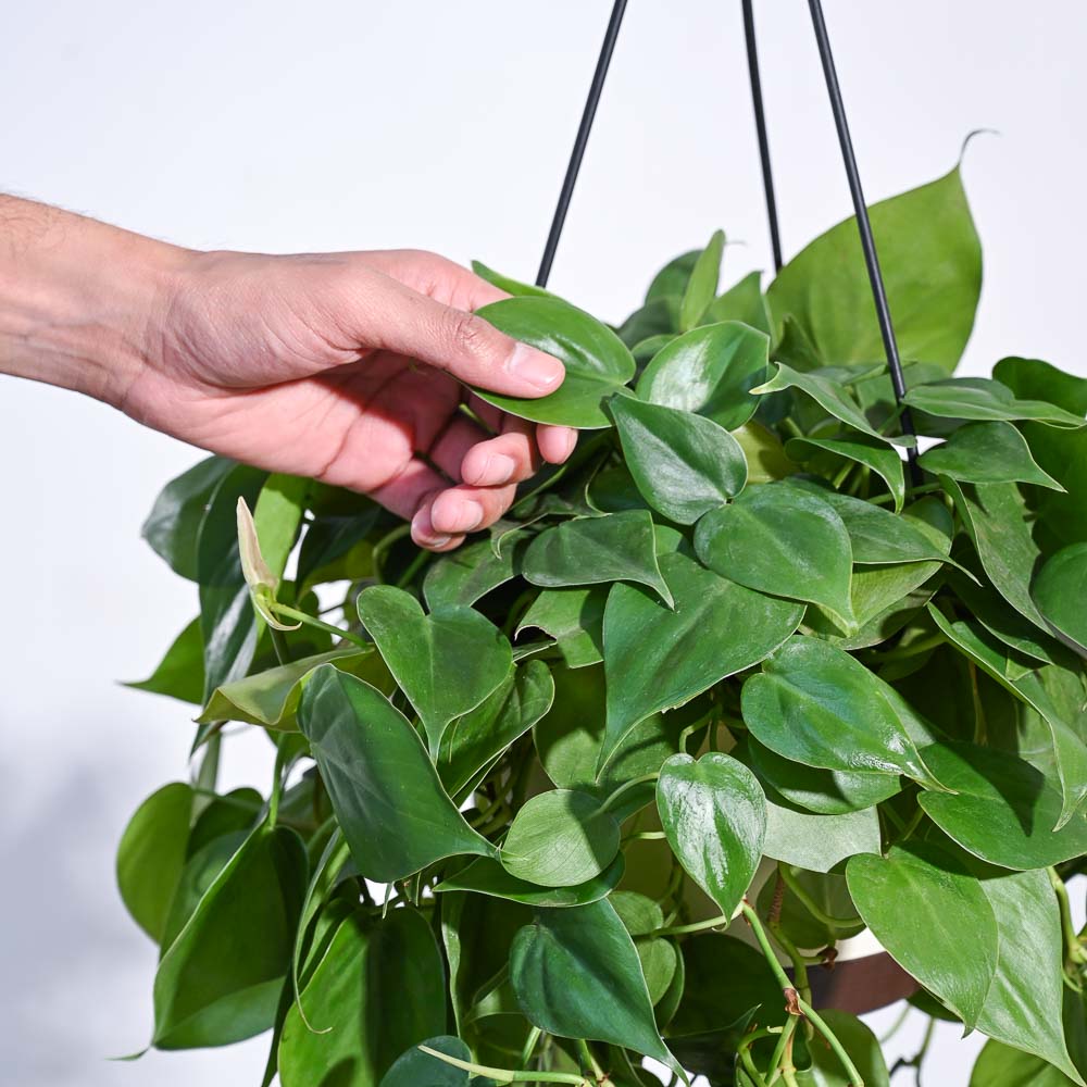 Philodendron Oxycardium Green With Hanging Pot