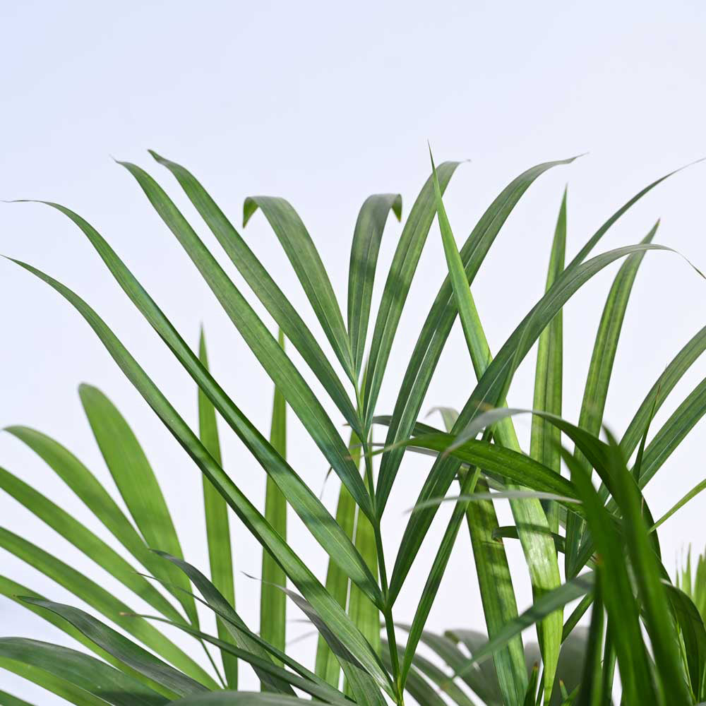 Areca Palm Plant XL