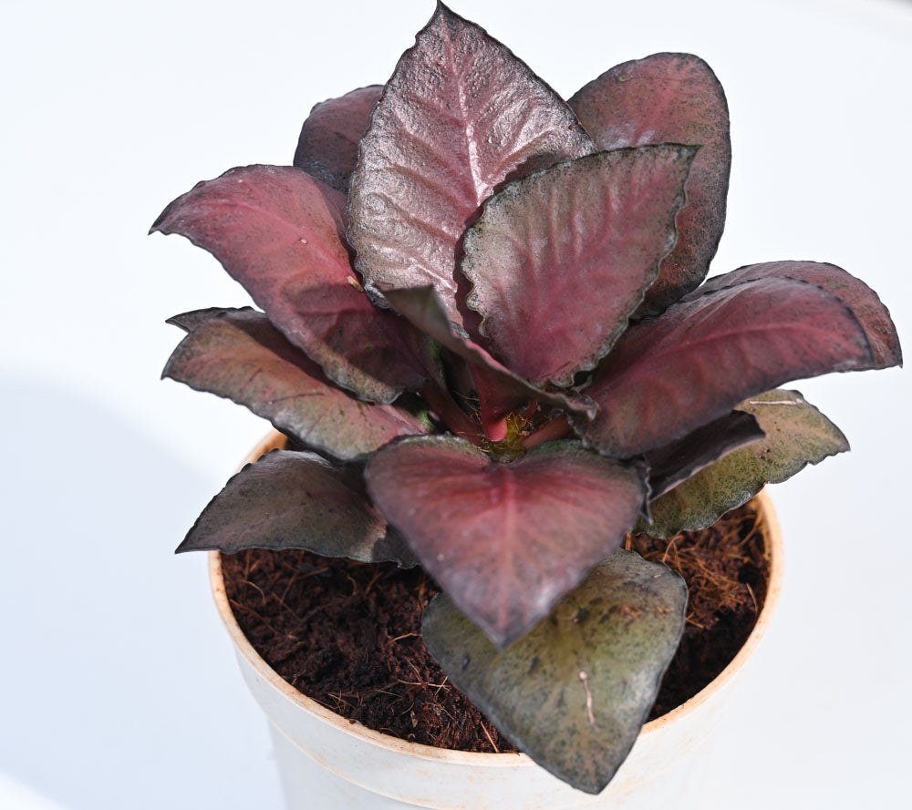 Red Euphorbia Plant