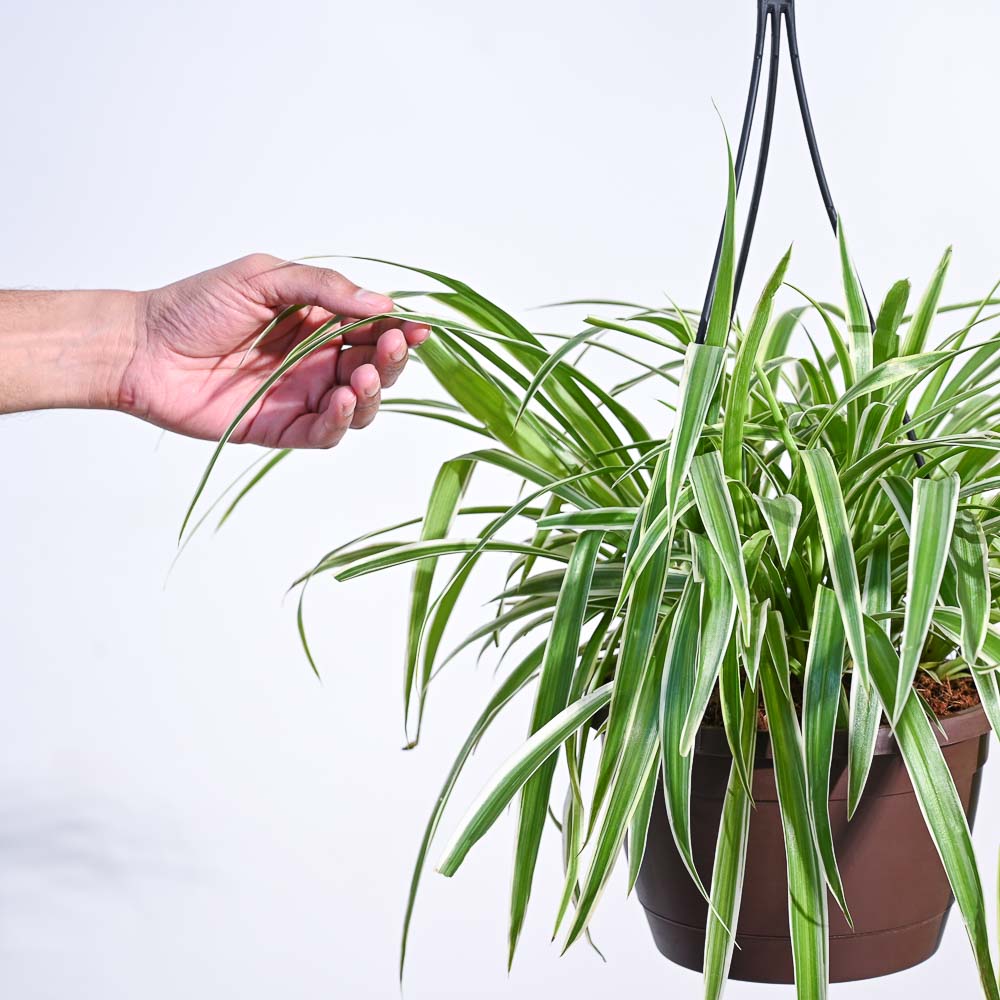 Spider Plant With Hanging Pot