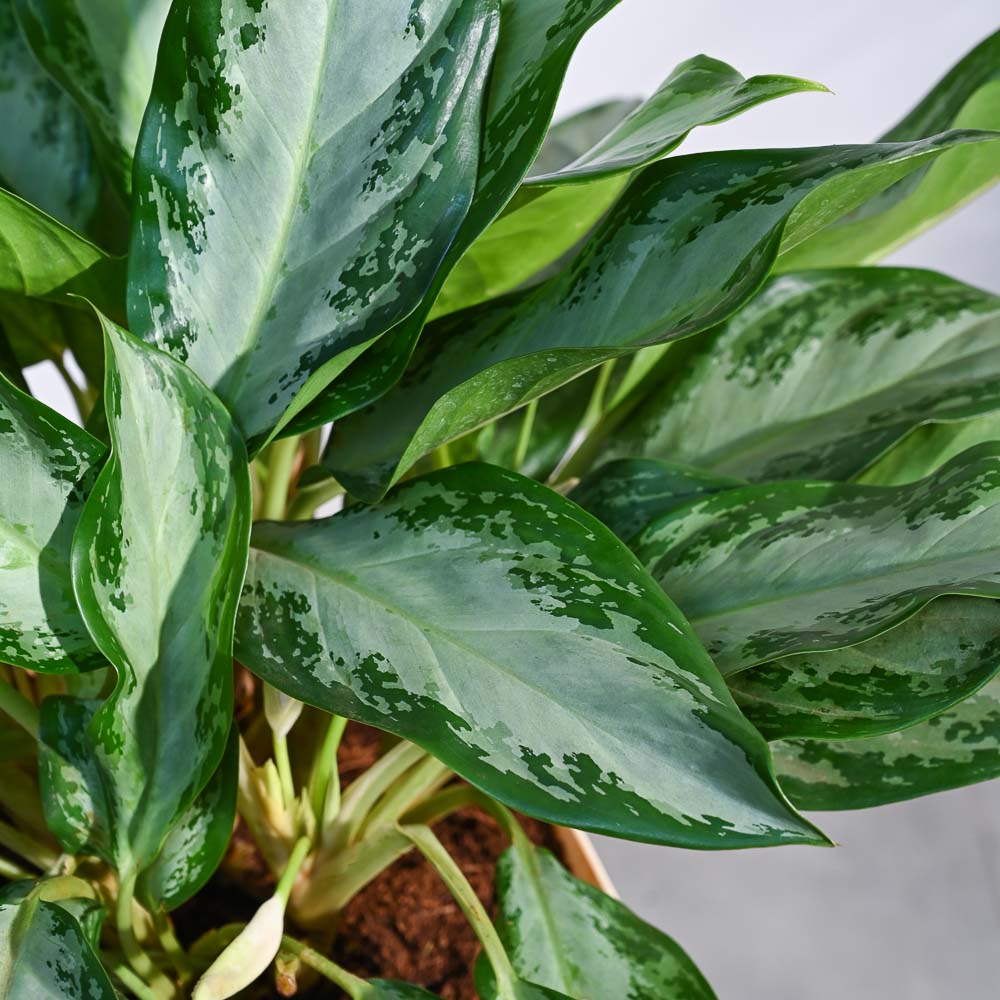 Aglaonema Manila Beauty - XL