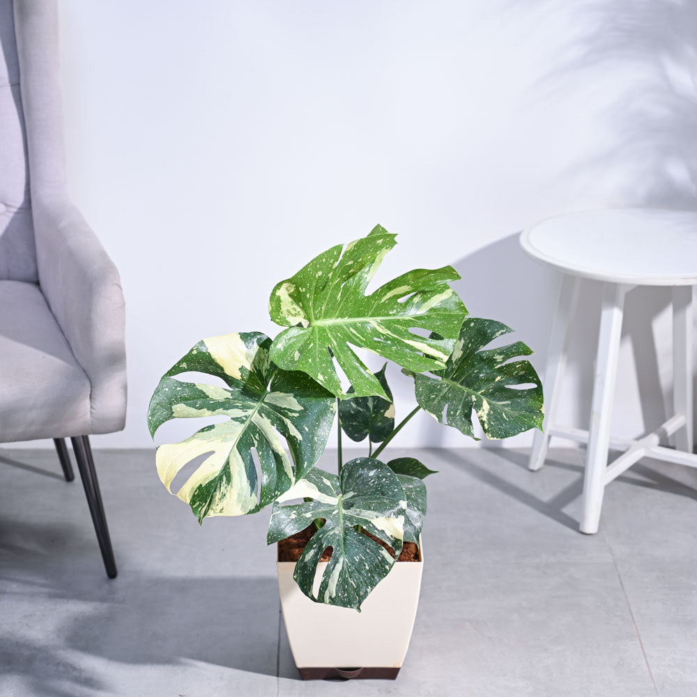 Monstera Thai Constellation XL