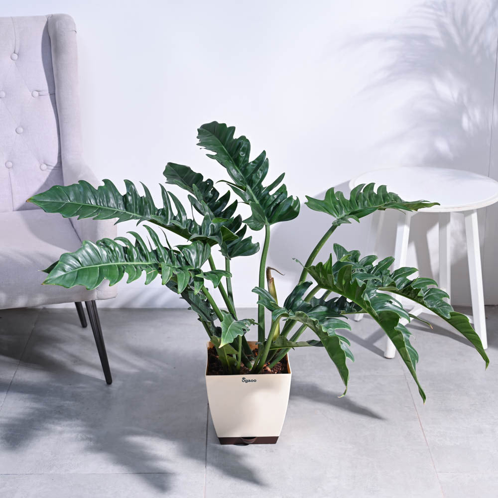 Philodendron Pluto Green XL