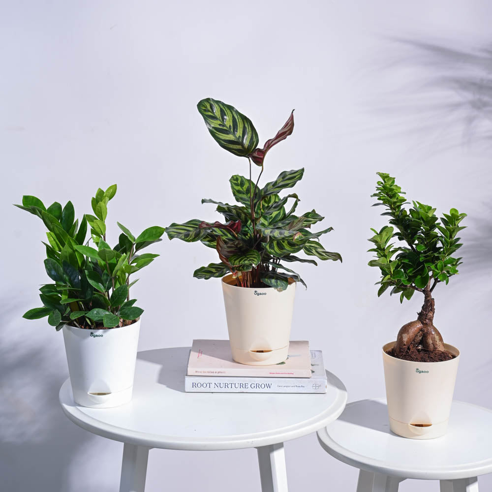 Green Oasis Indoor Plant Bundle