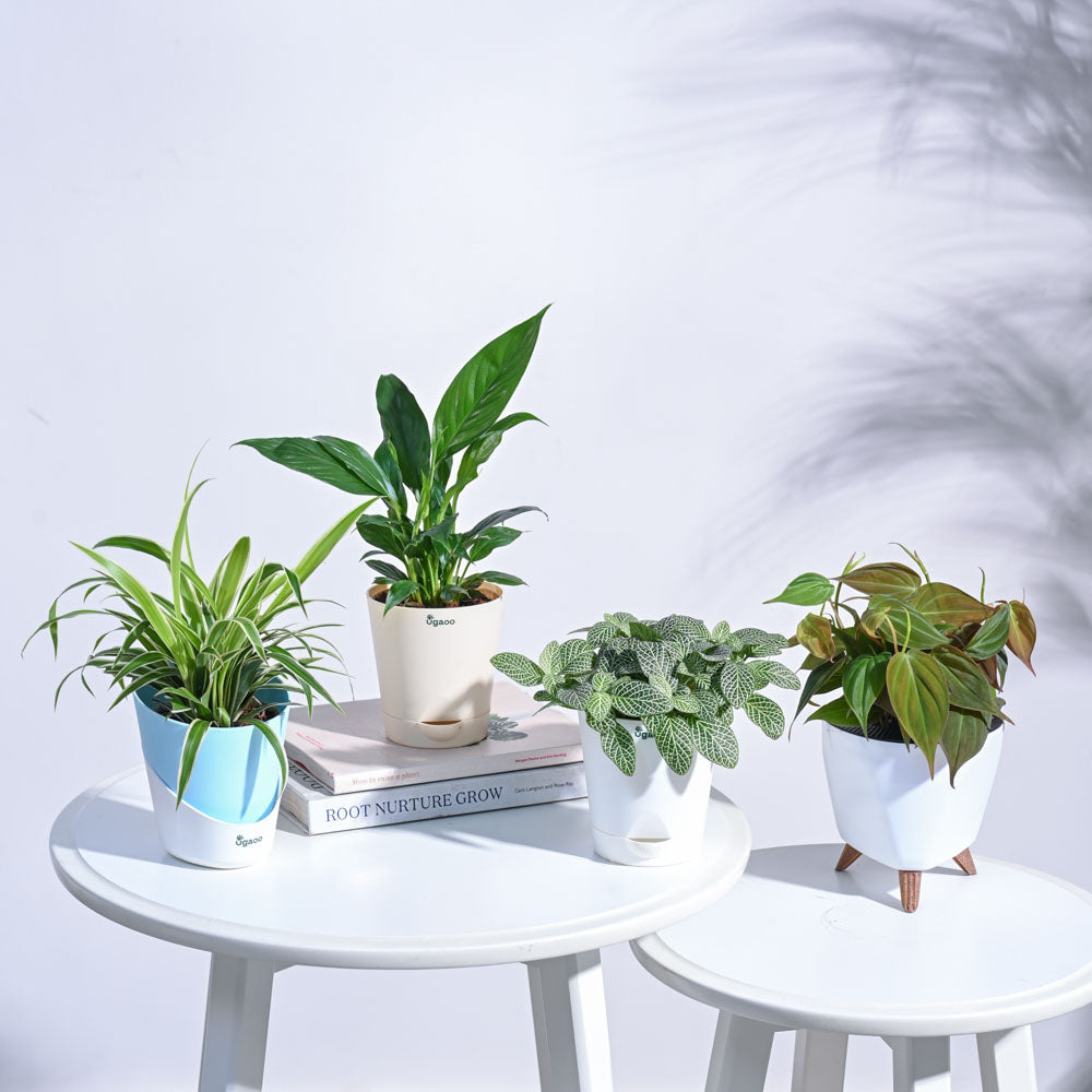 Mini Rainforest Indoor Plant Bundle