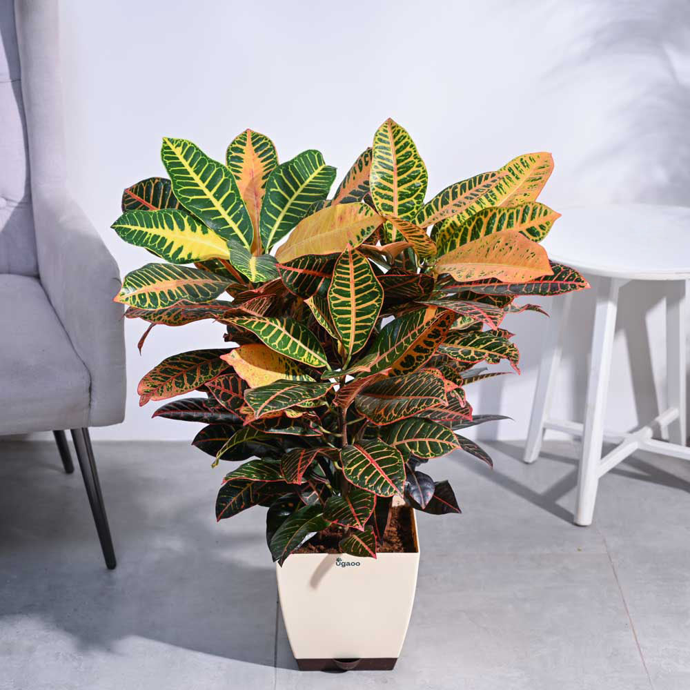 Croton Petra XL