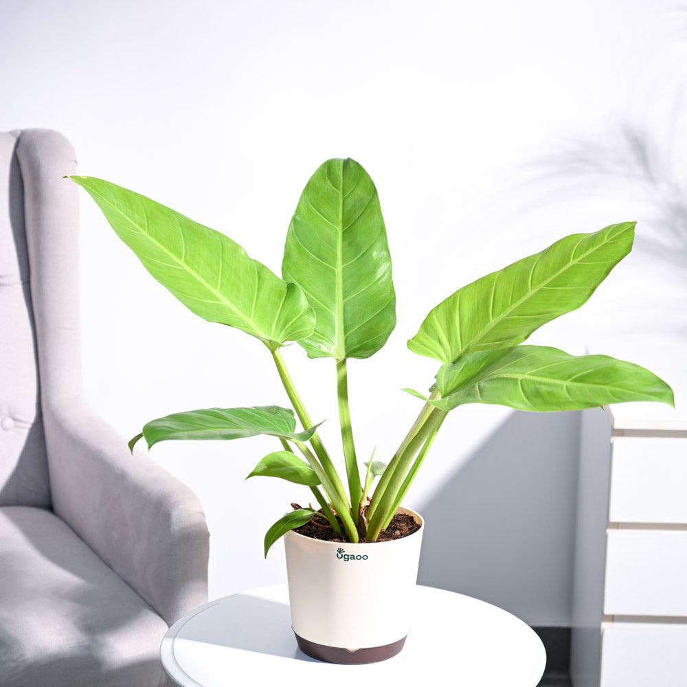 Philodendron Melinonii Golden - Large