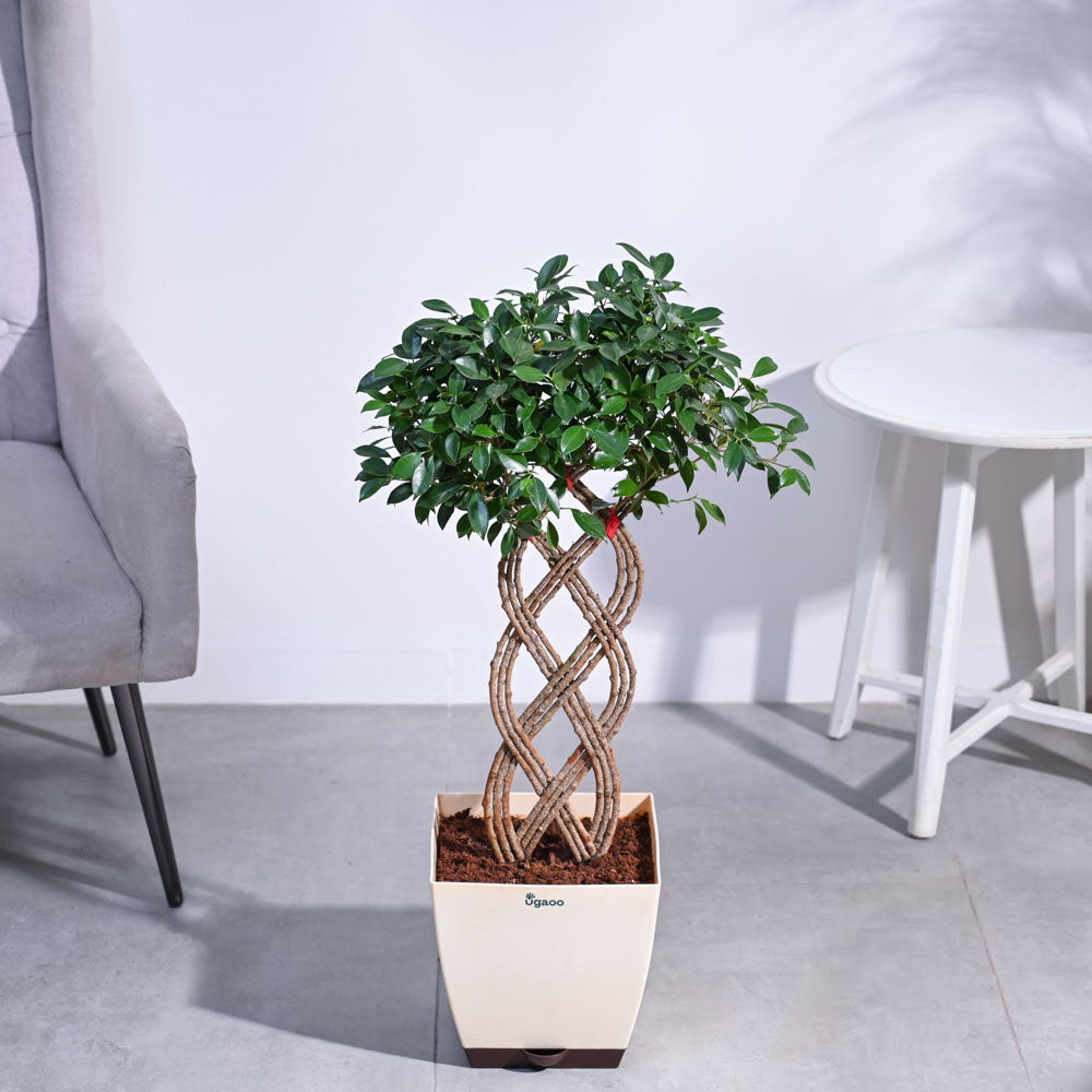 Ficus Netted Microcarpa