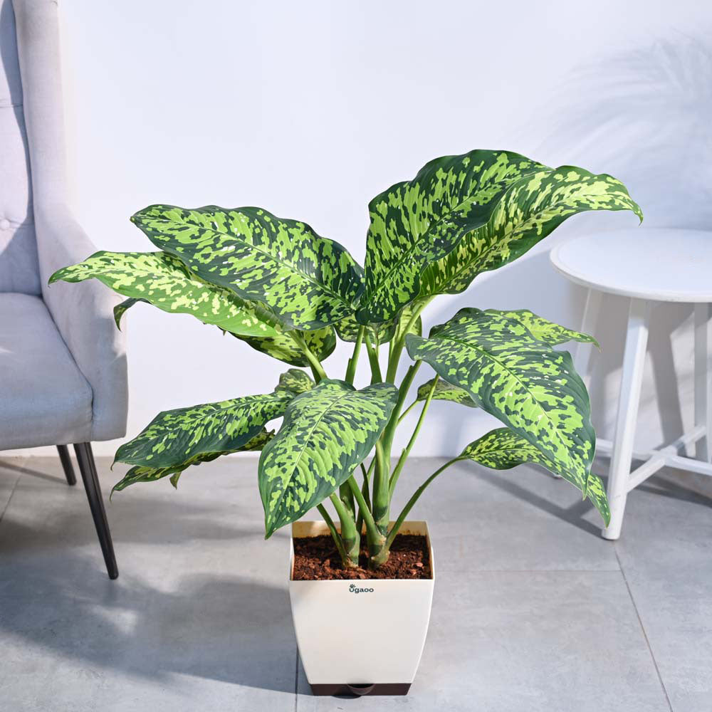 Dieffenbachia Cheetah Plant - XL