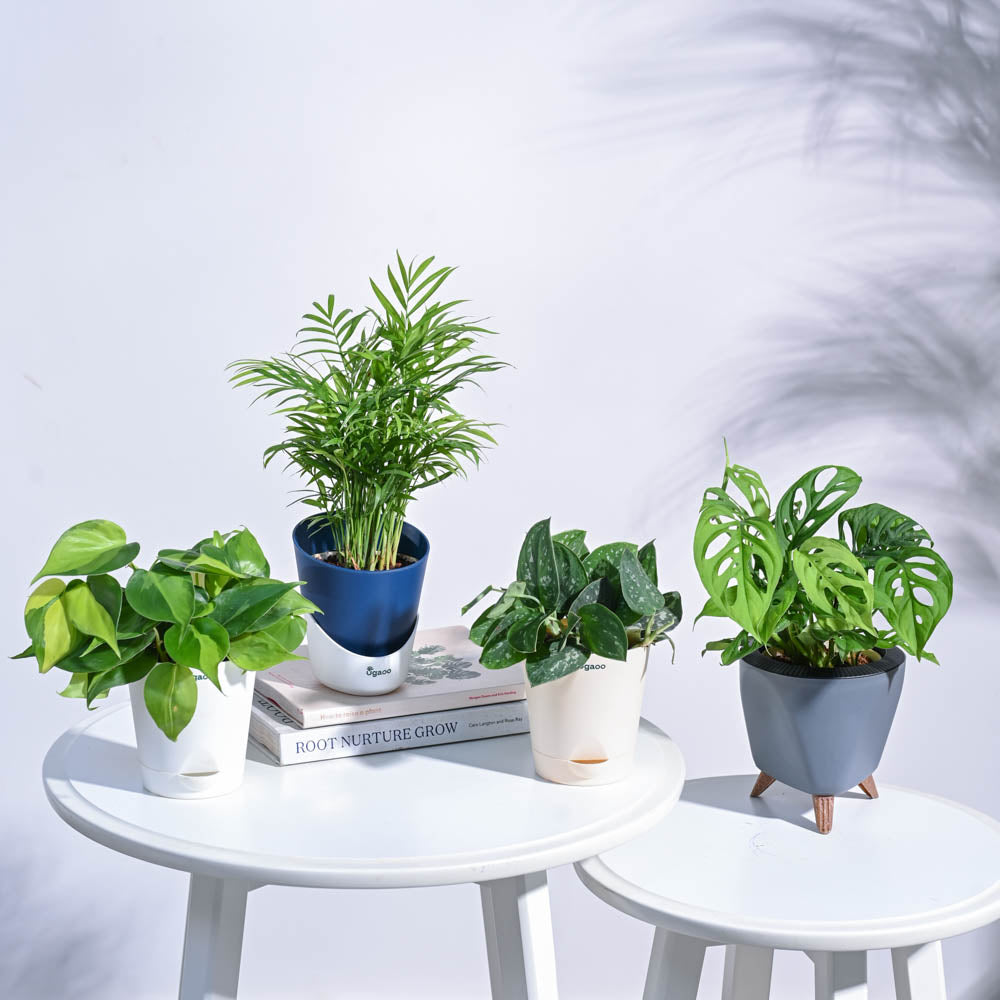 Tropical Wonder Indoor Plant Bundle