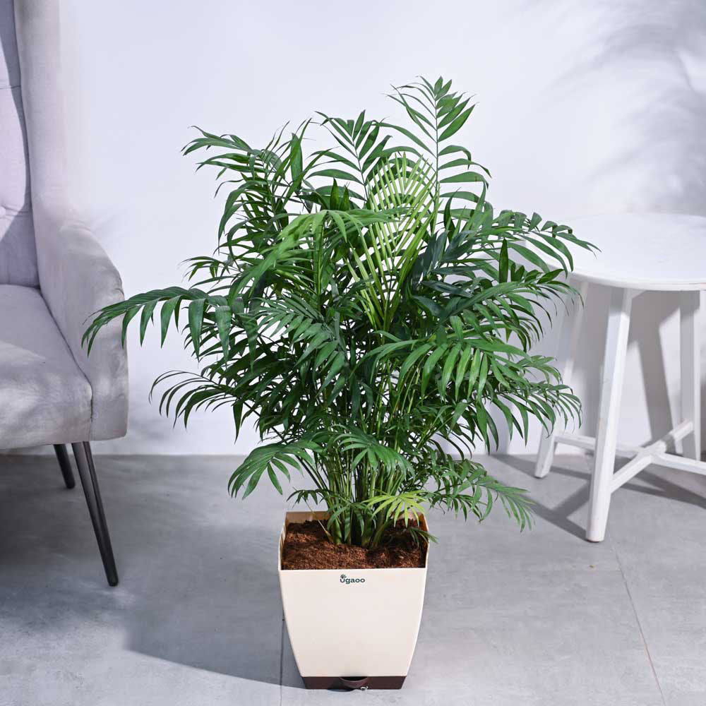 Bamboo Palm XL