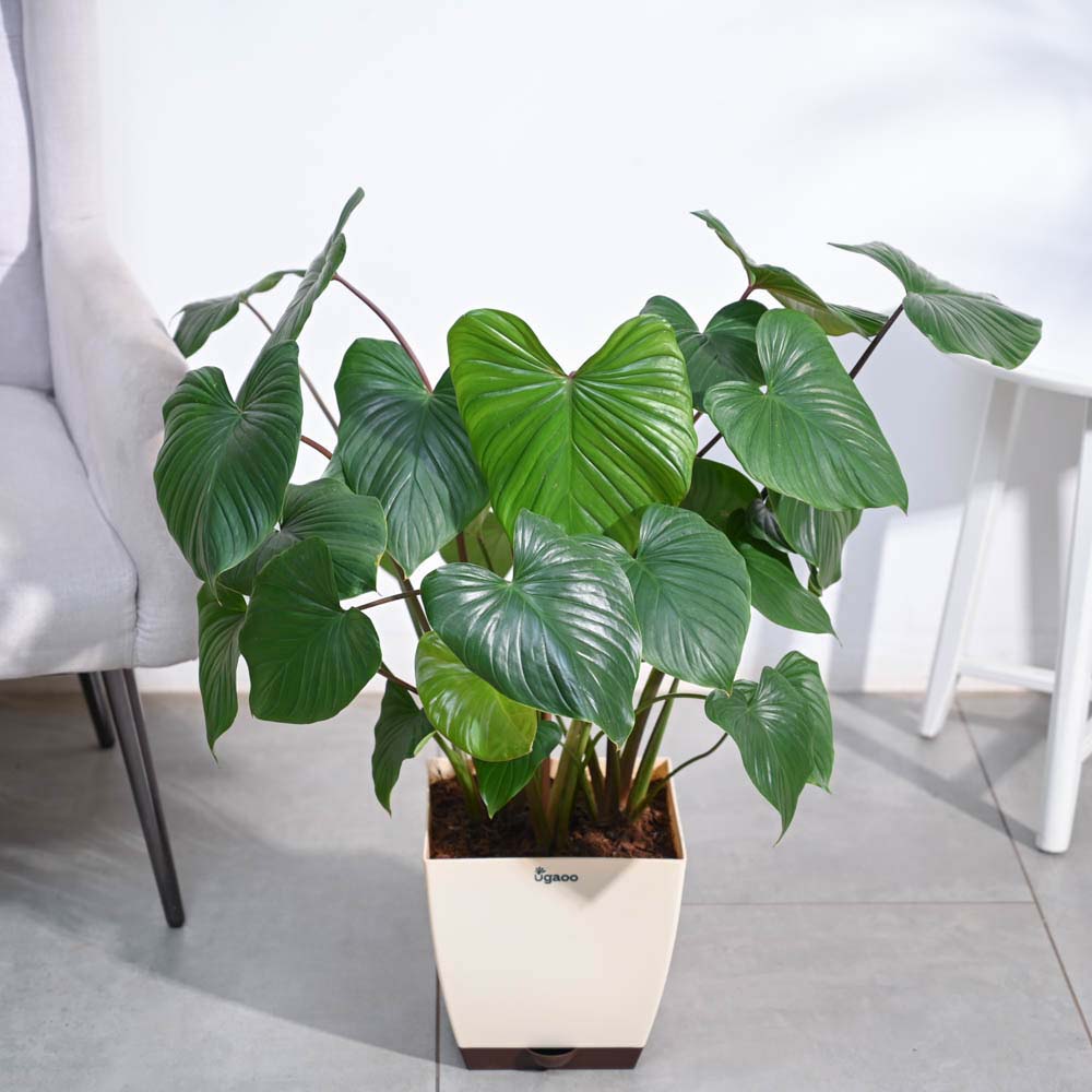 Homalomena Plant - XL