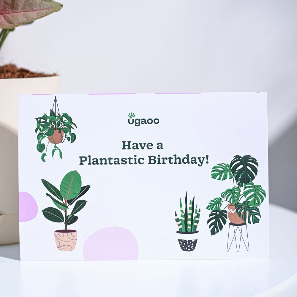 Syngonium Pink Birthday Gift Hamper