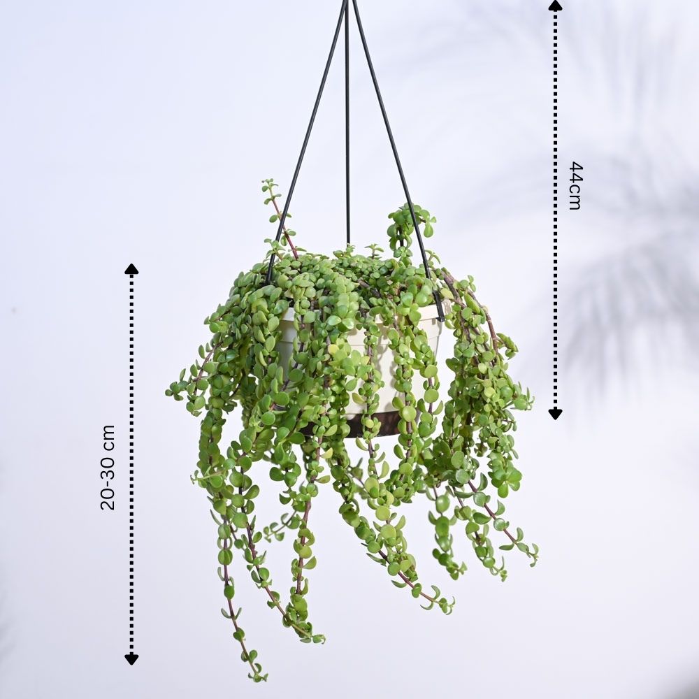 Trailing Jade(Weeping Jade) With Hanging Pot