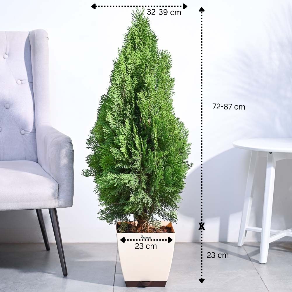 Thuja Plant - XL