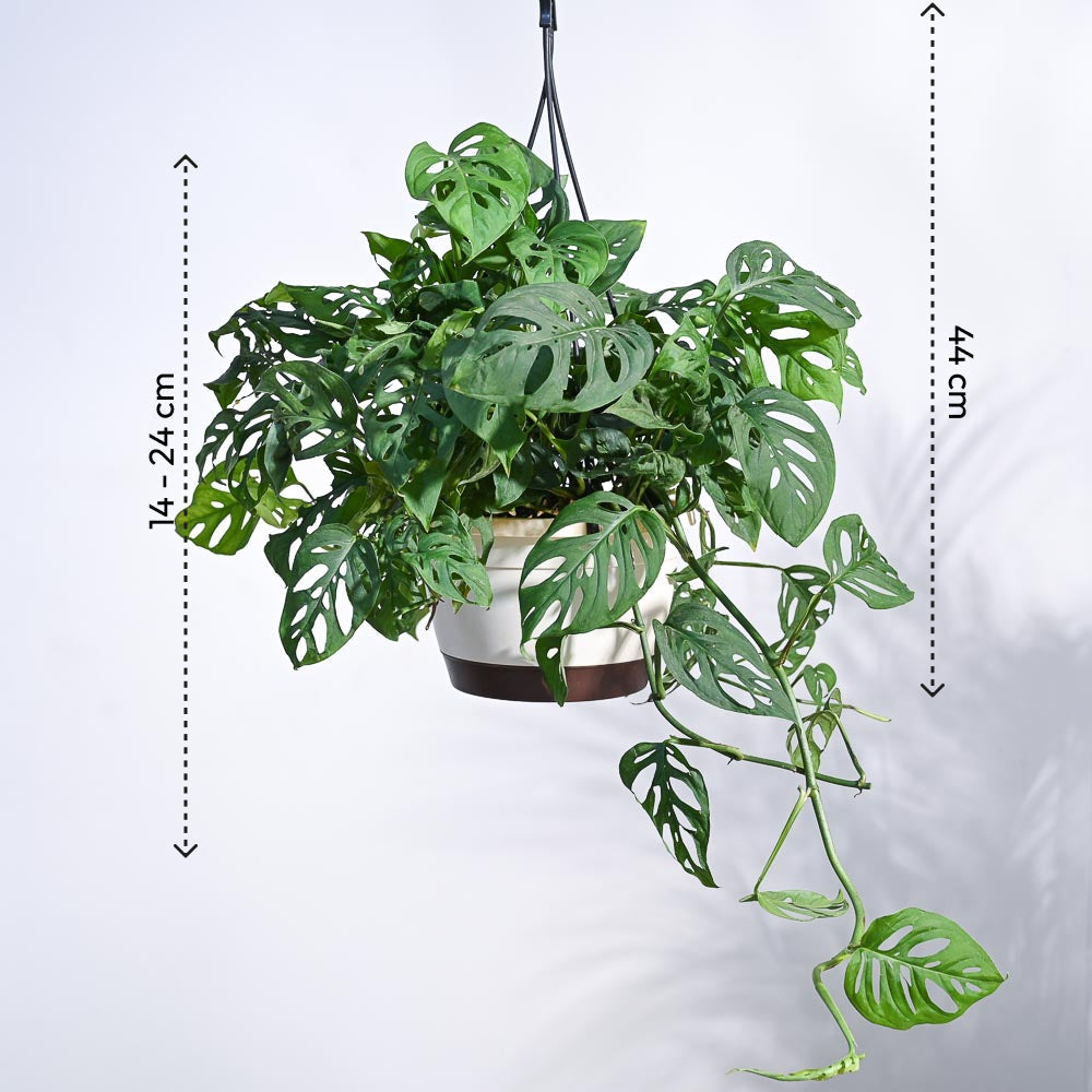 Philodendron Broken Heart With Hanging Pot