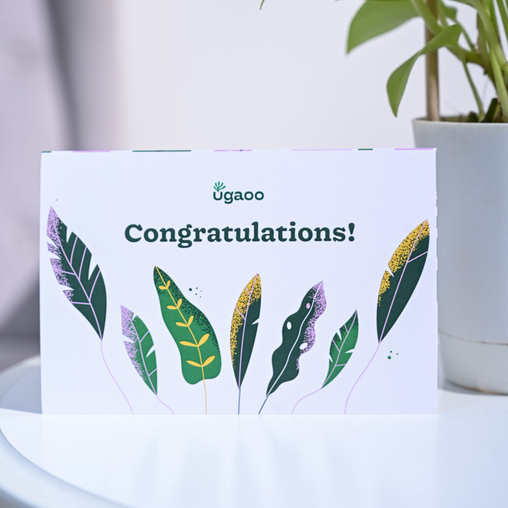 Money Plant Golden Congratulations Gift hamper