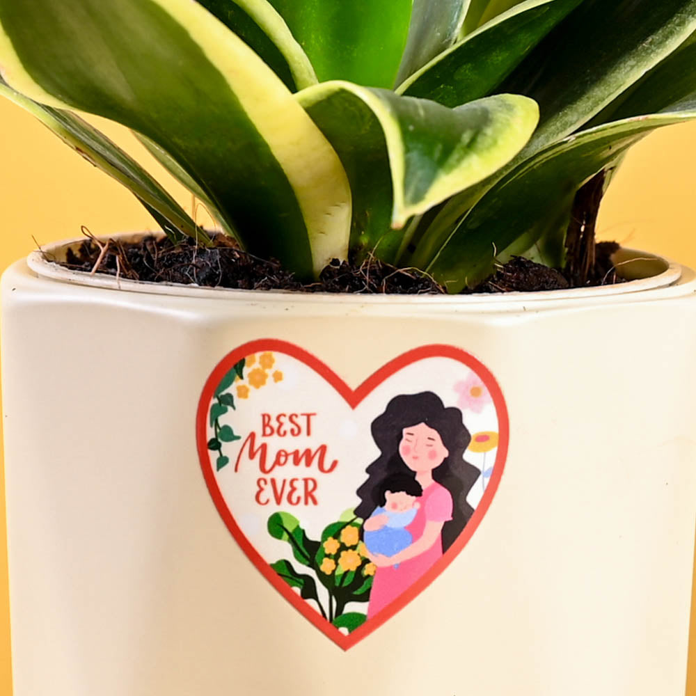 Snake Plant - Golden Hahnii For Mother&