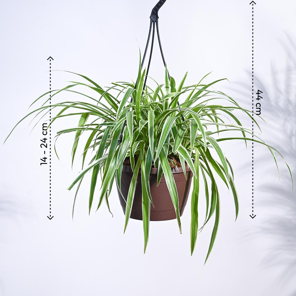 Spider Plant With Hanging Pot