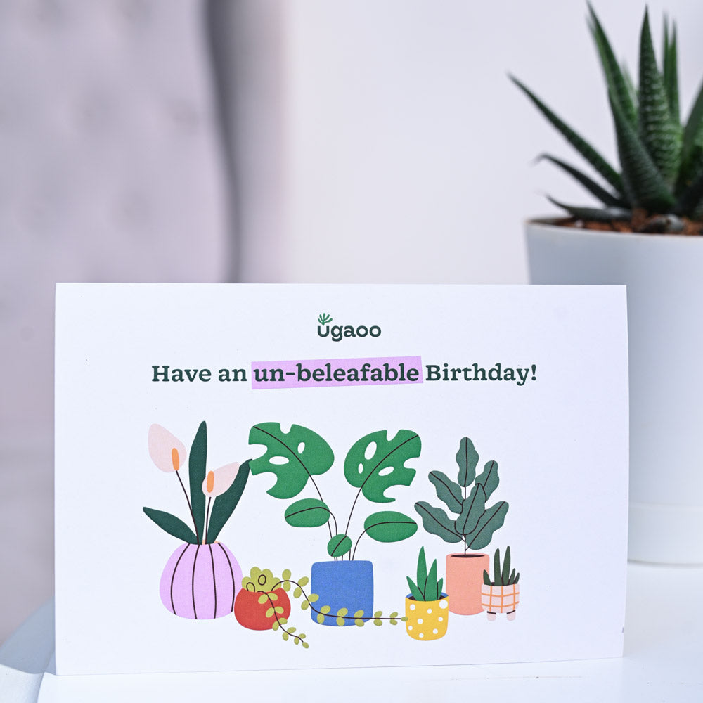 Zebra Haworthia Birthday Gift Hamper