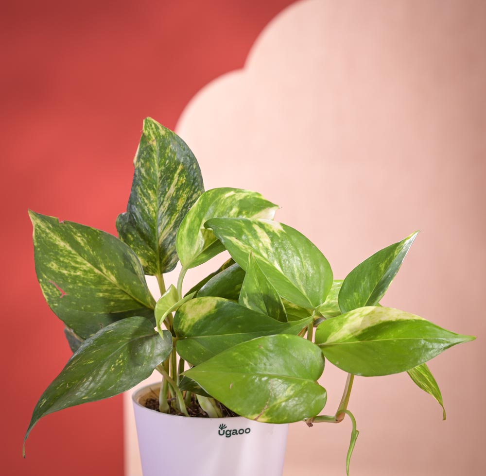 Money Plant Variegated Plant Diwali Gift with Greeting Card