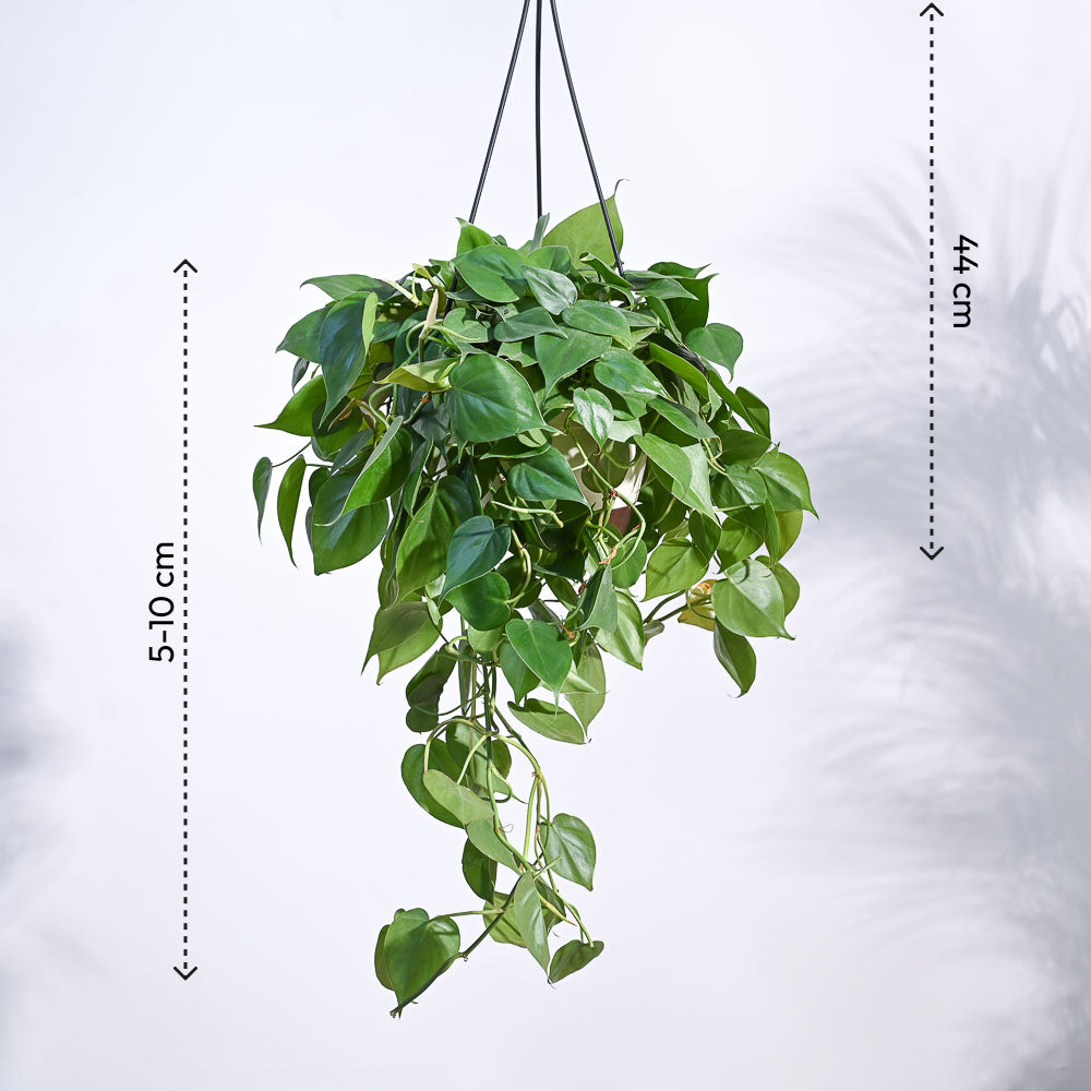 Philodendron Oxycardium Green With Hanging Pot