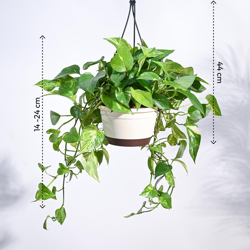 Money Plant Variegated With Hanging Pot