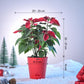 Poinsettia Red Plant for Christmas