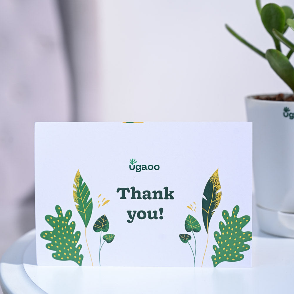 Crassula Ovata Thank you Gift Hamper