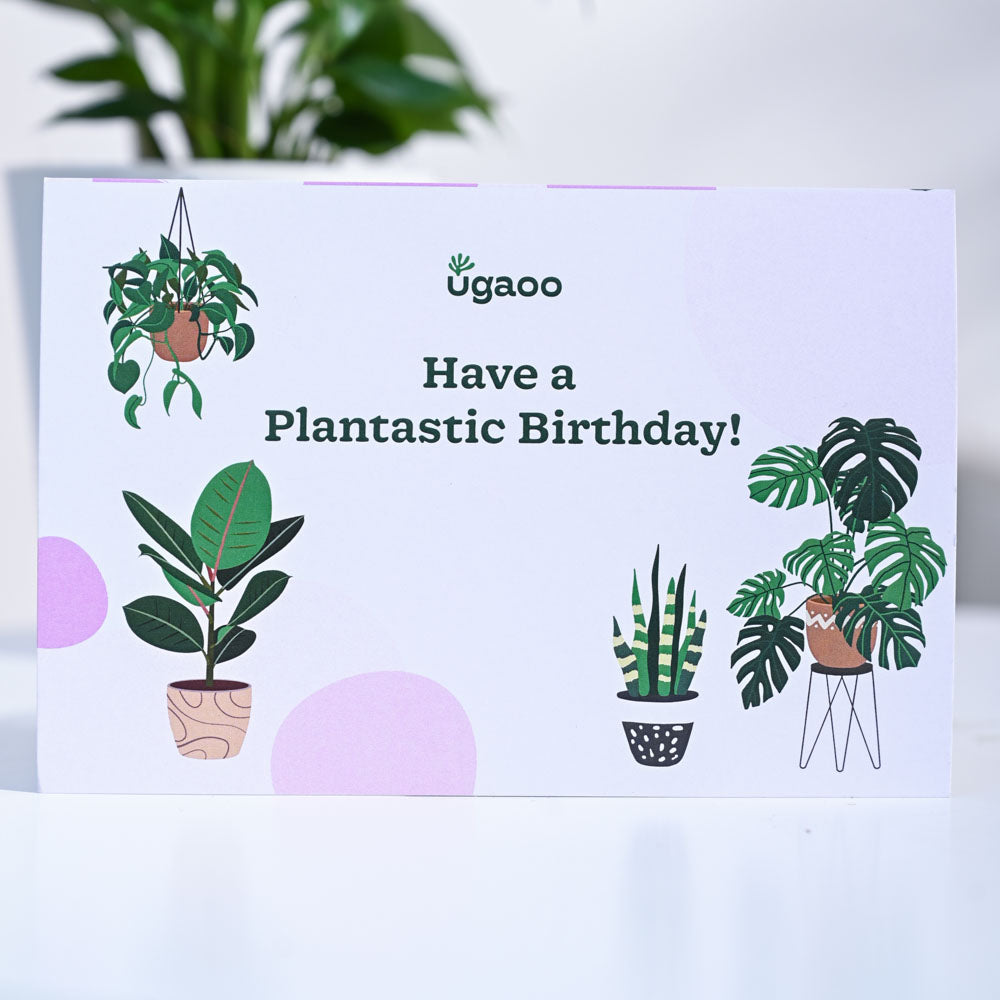 Birthday Special Syngonium Plant | Plants in Lucknow | TogetherV