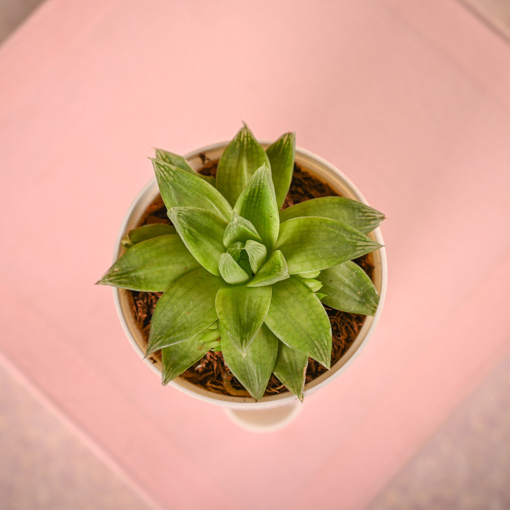 Haworthia Cooperi Fleshy Hamper