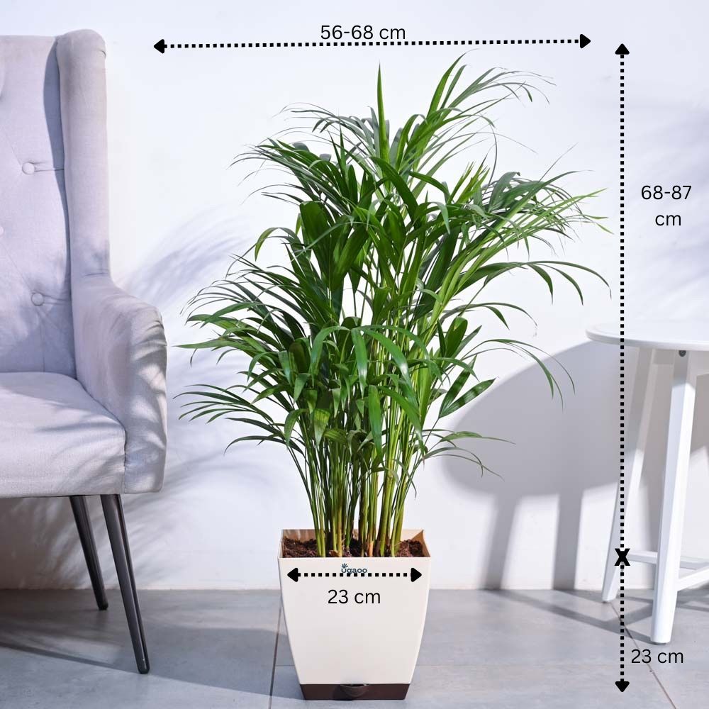 Areca Palm Plant XL